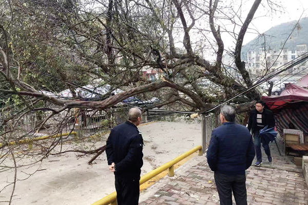 树倒了影响道路怎么办，大树突然倒了什么征兆